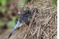 Orthetrum cancellatum