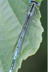 Platycnemis pennipes