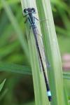 Ischnura elegans