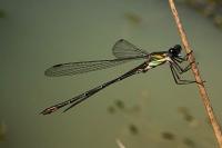 Chalcolestes viridis