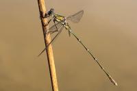 Chalcolestes viridis