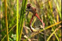 Sympetrum sanguineum