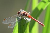 Sympetrum sanguineum