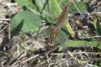 Crocothemis erythraea