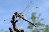 Sympetrum striolatum