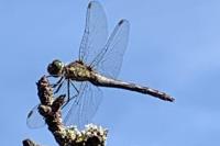 Sympetrum striolatum