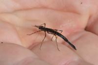 Calopteryx