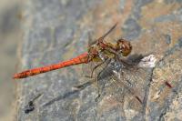 Sympetrum striolatum