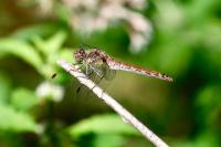 Sympetrum striolatum