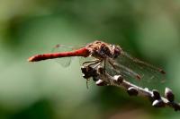 Sympetrum striolatum