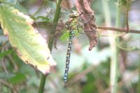 Aeshna cyanea