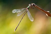 Chalcolestes viridis