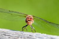 Sympetrum striolatum