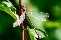 Chalcolestes viridis