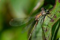 Chalcolestes viridis