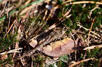 Sympetrum striolatum