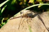 Sympetrum striolatum