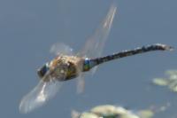Aeshna mixta