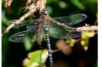 Aeshna mixta
