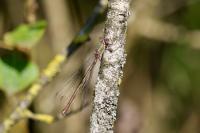 Chalcolestes viridis