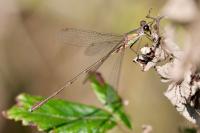 Chalcolestes viridis