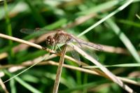 Sympetrum striolatum
