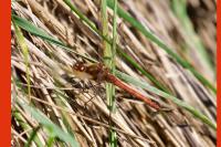 Sympetrum striolatum