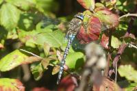 Aeshna mixta