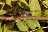 Sympetrum striolatum
