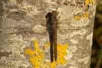 Sympetrum striolatum