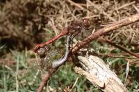 Sympetrum striolatum
