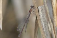 Chalcolestes viridis