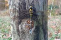 Aeshna cyanea