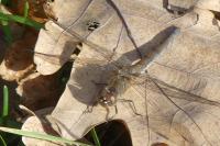Sympetrum striolatum