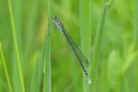 Coenagrion puella