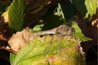 Sympetrum striolatum