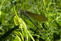 Calopteryx splendens