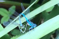 Coenagrion puella