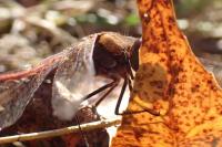 Sympetrum striolatum
