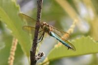 Somatochlora metallica
