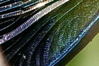 Calopteryx splendens