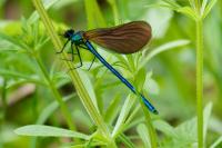 Calopteryx virgo