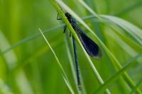 Calopteryx splendens