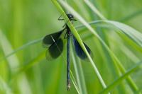 Calopteryx splendens