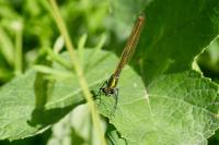 Calopteryx splendens