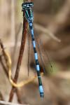 Coenagrion mercuriale