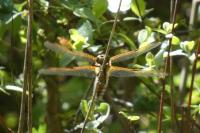 Libellula quadrimaculata