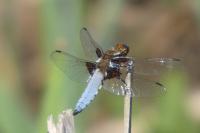 Libellula depressa
