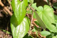 Platycnemis pennipes