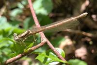 Platycnemis pennipes